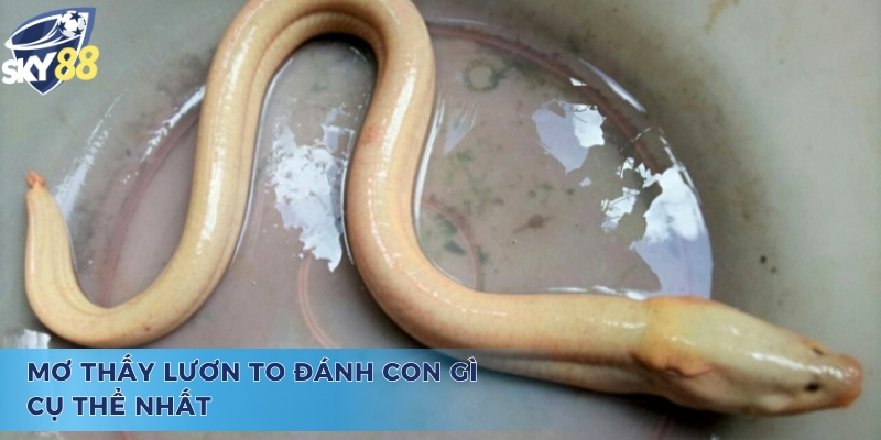 Mơ thấy lươn to đánh con gì? - Dự đoán con số tài lộc