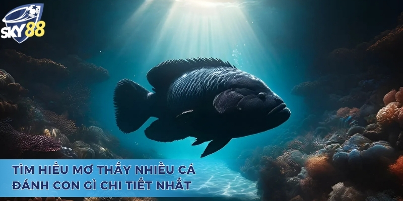 Mơ thấy nhiều cá đánh con gì và cơ hội một bước lên mây